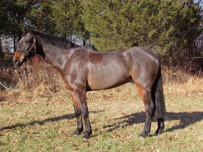 Miller, imported from Ireland, Irish Sport Horse gelding
